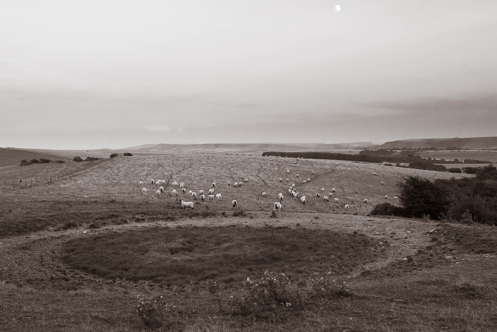 Sheep on the Sussex downs