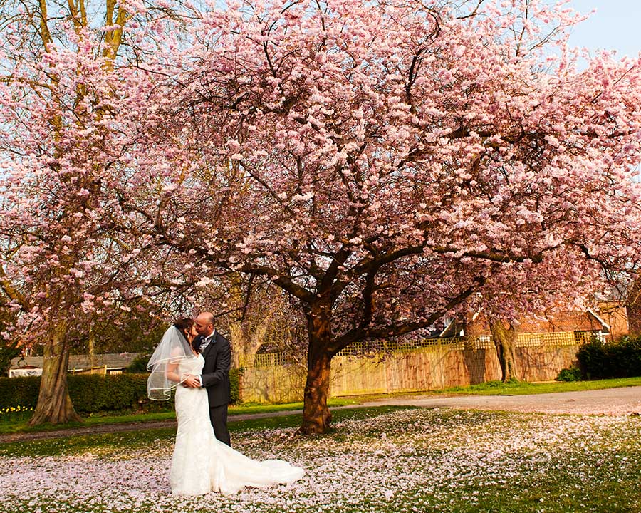 Wedding couple under cherry tree in full blossom